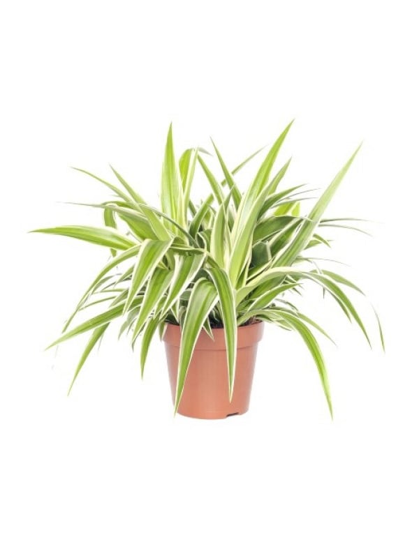 Spider Plant